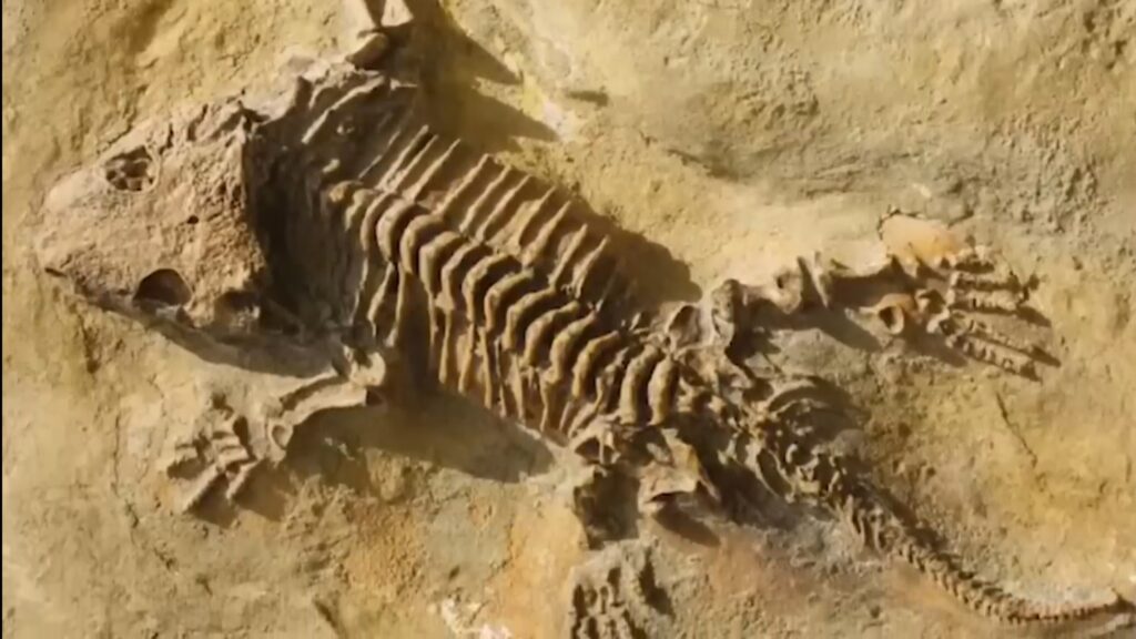 தரையில் நடந்த முதல் உயிரினத்தை பற்றி உங்களுக்கு தெரியுமா?